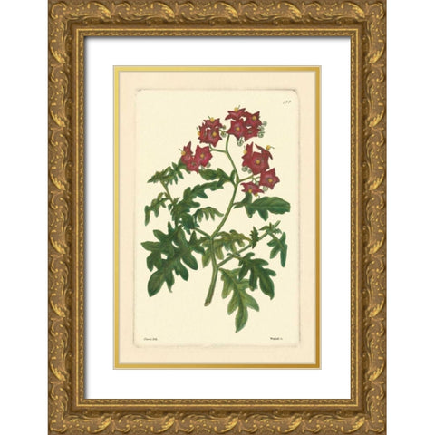 Red Curtis Botanical III Gold Ornate Wood Framed Art Print with Double Matting by Vision Studio