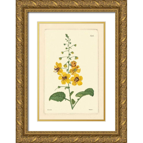 Yellow Curtis Botanical II Gold Ornate Wood Framed Art Print with Double Matting by Vision Studio
