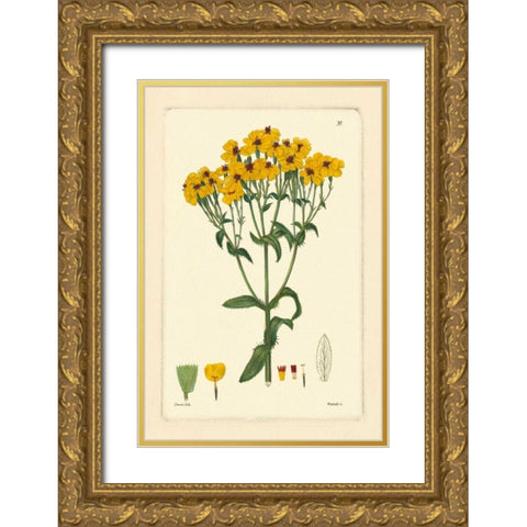 Yellow Curtis Botanical III Gold Ornate Wood Framed Art Print with Double Matting by Vision Studio