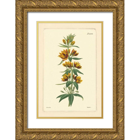 Yellow Curtis Botanical IV Gold Ornate Wood Framed Art Print with Double Matting by Vision Studio