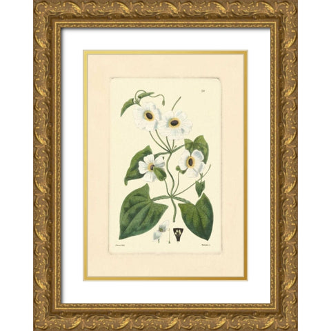 White Curtis Botanical IV Gold Ornate Wood Framed Art Print with Double Matting by Vision Studio