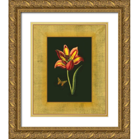 Tulip in Frame I Gold Ornate Wood Framed Art Print with Double Matting by Unknown