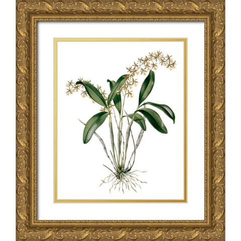 Orchids I Gold Ornate Wood Framed Art Print with Double Matting by Drake