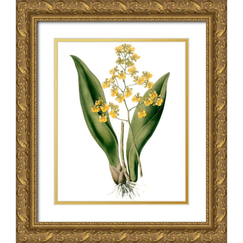 Orchids II Gold Ornate Wood Framed Art Print with Double Matting by Drake