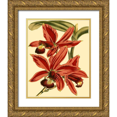 Mini Orchid Splendor II Gold Ornate Wood Framed Art Print with Double Matting by Vision Studio