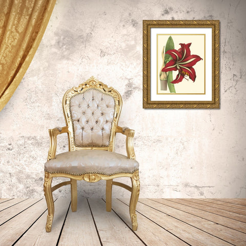 Amaryllis I Gold Ornate Wood Framed Art Print with Double Matting by Hogg