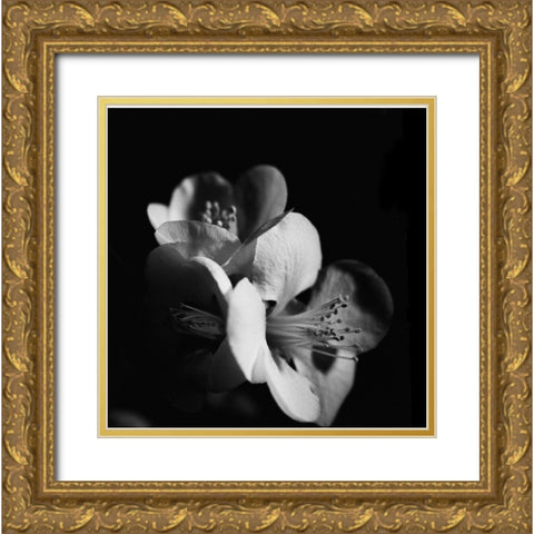 Quince Blossoms III Gold Ornate Wood Framed Art Print with Double Matting by Stramel, Renee W.