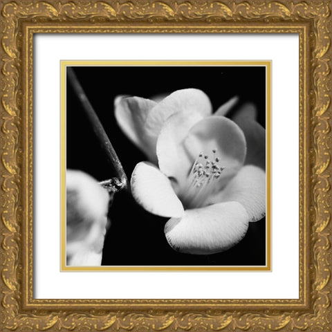 Quince Blossoms V Gold Ornate Wood Framed Art Print with Double Matting by Stramel, Renee W.