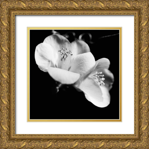 Quince Blossoms VI Gold Ornate Wood Framed Art Print with Double Matting by Stramel, Renee W.