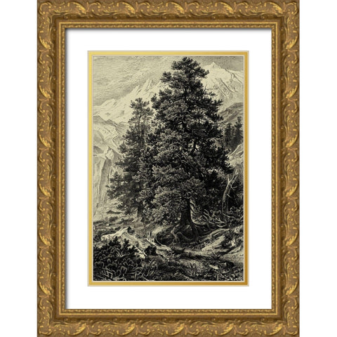 Arolla Pine Gold Ornate Wood Framed Art Print with Double Matting by Heyn, Ernst