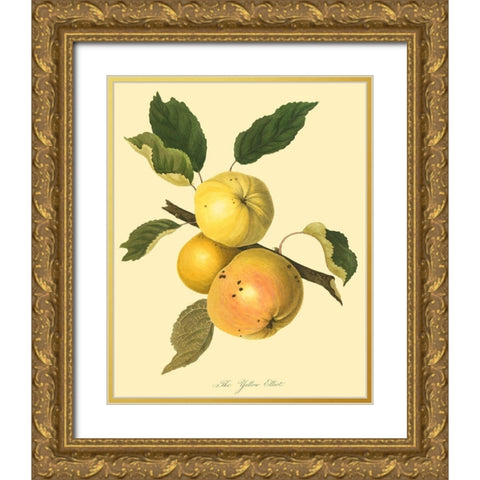 The Yellow Elliot Gold Ornate Wood Framed Art Print with Double Matting by Unknown