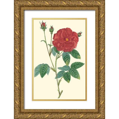Crimson Beauty I Gold Ornate Wood Framed Art Print with Double Matting by Turpin