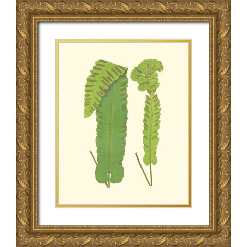 Woodland Ferns VIII Gold Ornate Wood Framed Art Print with Double Matting by Lowe, E. J.