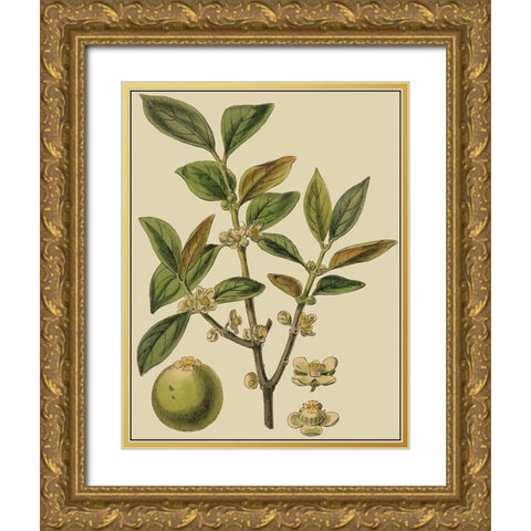 Fitch Leaves on Khaki I (PS) Gold Ornate Wood Framed Art Print with Double Matting by Fitch, J.N.