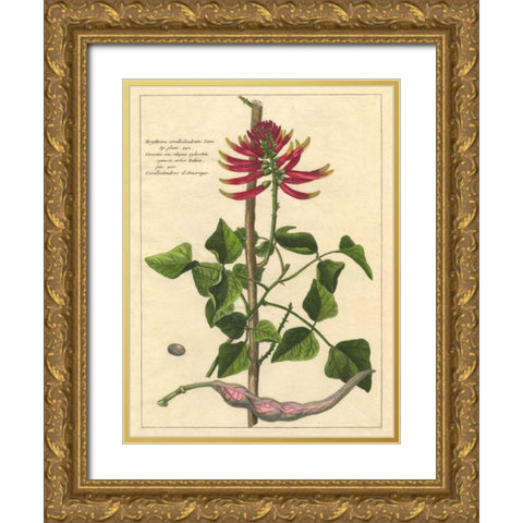 Fleur De Rouge IV Gold Ornate Wood Framed Art Print with Double Matting by Unknown