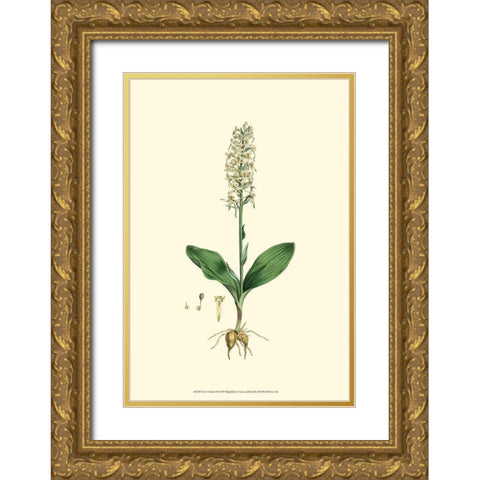Curtis Garden II Gold Ornate Wood Framed Art Print with Double Matting by Curtis