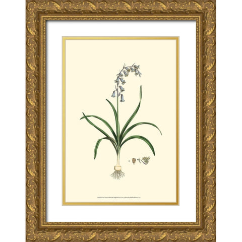 Curtis Garden III Gold Ornate Wood Framed Art Print with Double Matting by Curtis