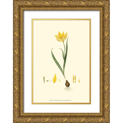 Curtis Garden IV Gold Ornate Wood Framed Art Print with Double Matting by Curtis
