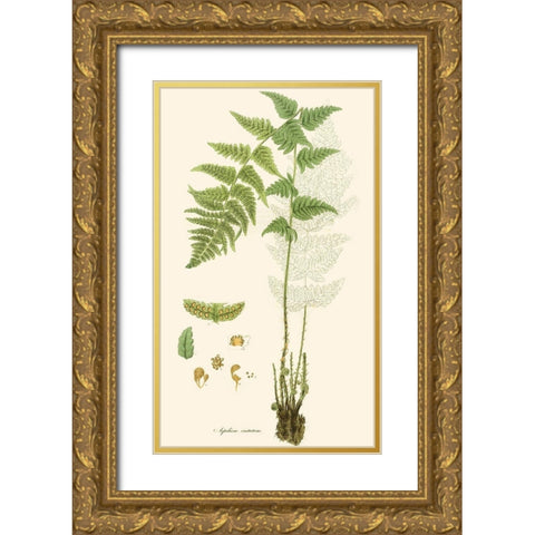 Curtis Ferns I Gold Ornate Wood Framed Art Print with Double Matting by Curtis