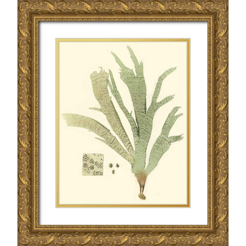 Marine Algae I Gold Ornate Wood Framed Art Print with Double Matting by Curtis