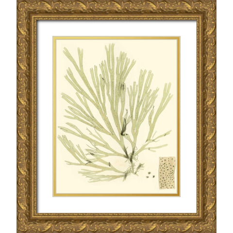Marine Algae II Gold Ornate Wood Framed Art Print with Double Matting by Curtis
