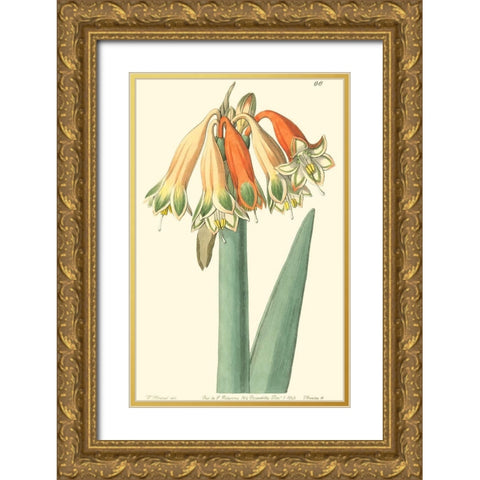 Golden Beauty I Gold Ornate Wood Framed Art Print with Double Matting by Edwards, Sydenham