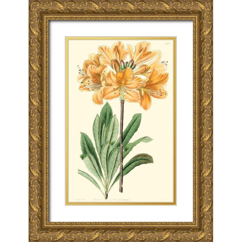 Golden Beauty II Gold Ornate Wood Framed Art Print with Double Matting by Edwards, Sydenham