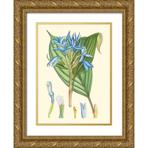 Periwinkle Blooms I Gold Ornate Wood Framed Art Print with Double Matting by Curtis