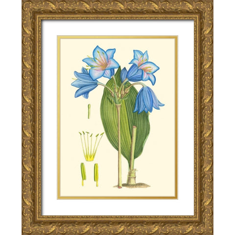 Periwinkle Blooms II Gold Ornate Wood Framed Art Print with Double Matting by Curtis