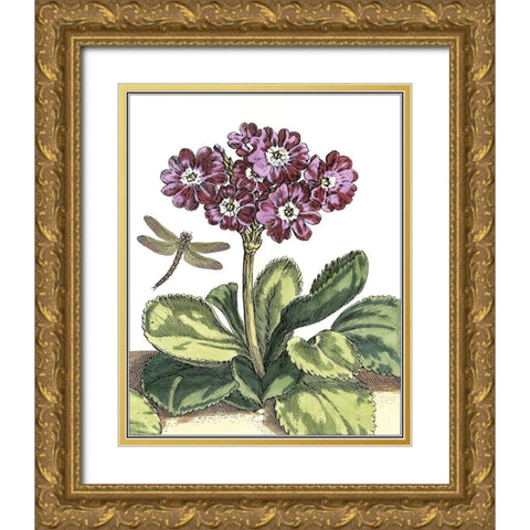 Garden Vignette IV Gold Ornate Wood Framed Art Print with Double Matting by De Bry, Johann