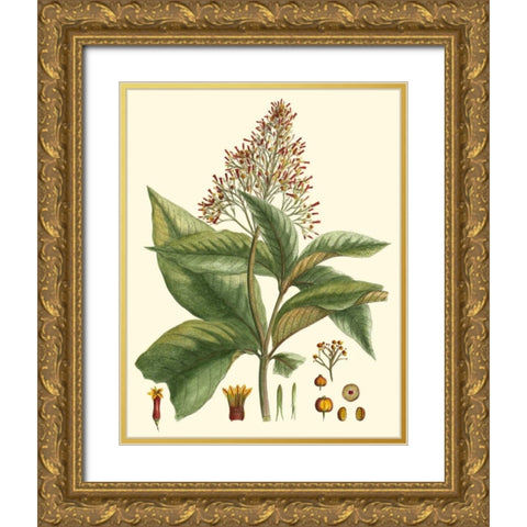 Crimson Botanical III Gold Ornate Wood Framed Art Print with Double Matting by Hierseman