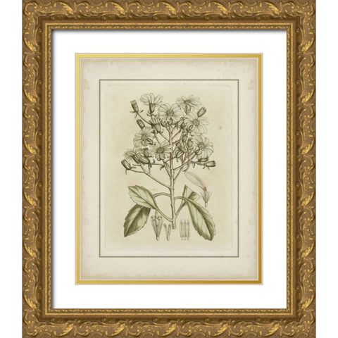 Small Tinted Botanical I Gold Ornate Wood Framed Art Print with Double Matting by Curtis