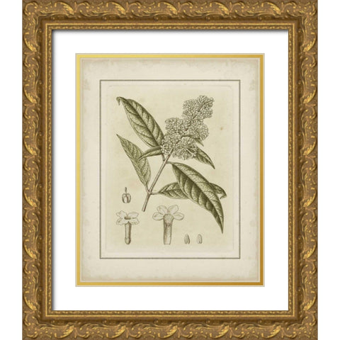 Small Tinted Botanical II Gold Ornate Wood Framed Art Print with Double Matting by Curtis