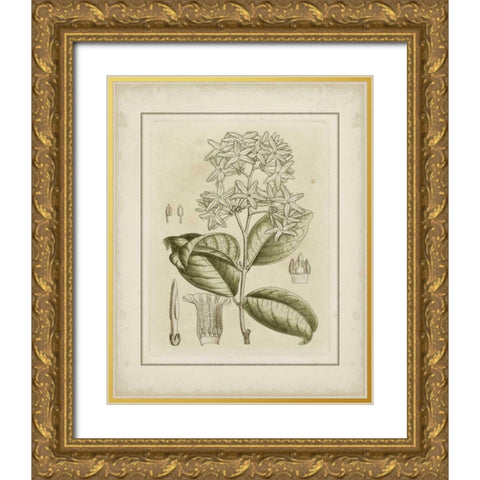 Small Tinted Botanical III Gold Ornate Wood Framed Art Print with Double Matting by Curtis