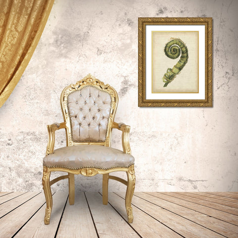 Small Fiddlehead Ferns II Gold Ornate Wood Framed Art Print with Double Matting by Goldberger, Jennifer