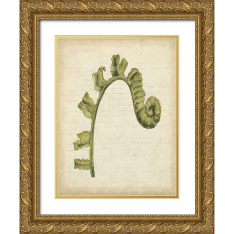 Small Fiddlehead Ferns III Gold Ornate Wood Framed Art Print with Double Matting by Goldberger, Jennifer