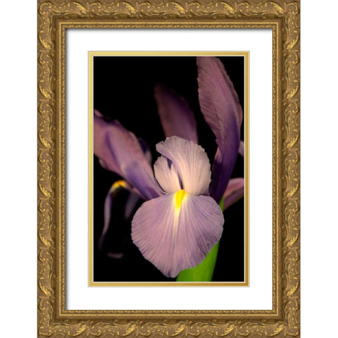 Small Sweet Iris II Gold Ornate Wood Framed Art Print with Double Matting by Stramel, Renee W.