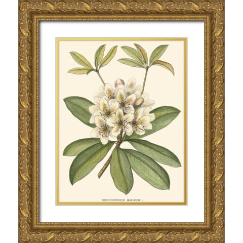Rhododendron Gold Ornate Wood Framed Art Print with Double Matting by Silva, John