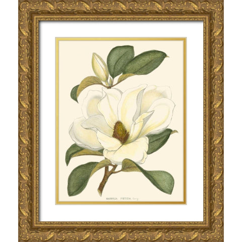 Magnolia Gold Ornate Wood Framed Art Print with Double Matting by Silva, John