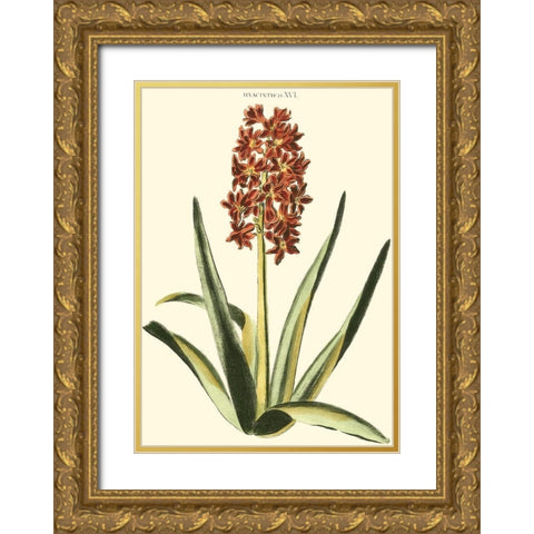 Antique Hyacinth XVI Gold Ornate Wood Framed Art Print with Double Matting by Trew, Christopher J.