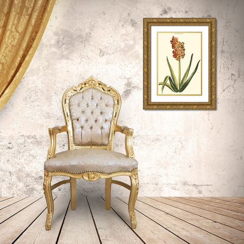 Antique Hyacinth XV Gold Ornate Wood Framed Art Print with Double Matting by Trew, Christopher J.