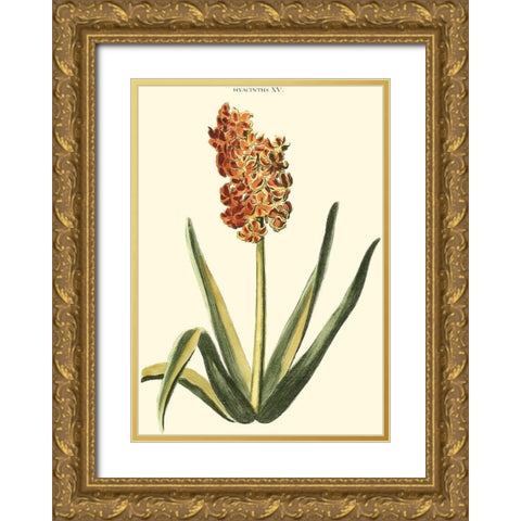 Antique Hyacinth XV Gold Ornate Wood Framed Art Print with Double Matting by Trew, Christopher J.