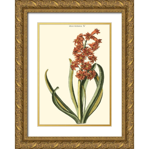 Antique Hyacinth V Gold Ornate Wood Framed Art Print with Double Matting by Trew, Christopher J.