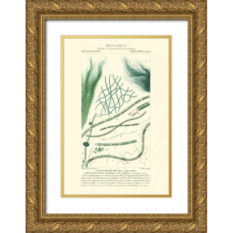Turpin Botany III Gold Ornate Wood Framed Art Print with Double Matting by Turpin