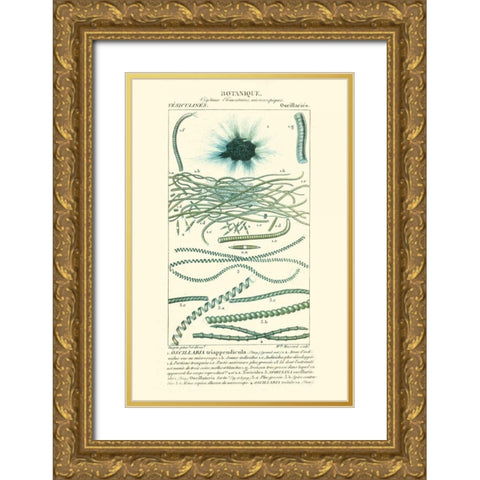 Turpin Botany IV Gold Ornate Wood Framed Art Print with Double Matting by Turpin