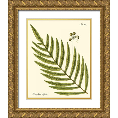 Small Antique Fern I Gold Ornate Wood Framed Art Print with Double Matting by Vision Studio