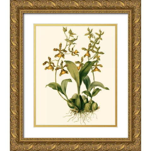 Orchid Array II Gold Ornate Wood Framed Art Print with Double Matting by Drake