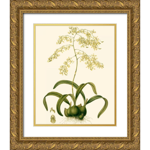 Orchid Array III Gold Ornate Wood Framed Art Print with Double Matting by Drake