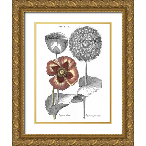 Tinted Floral II Gold Ornate Wood Framed Art Print with Double Matting by Besler, Basilius