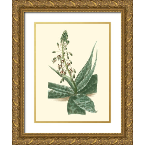 Tropical Fancy I Gold Ornate Wood Framed Art Print with Double Matting by Edmonston-Douglas